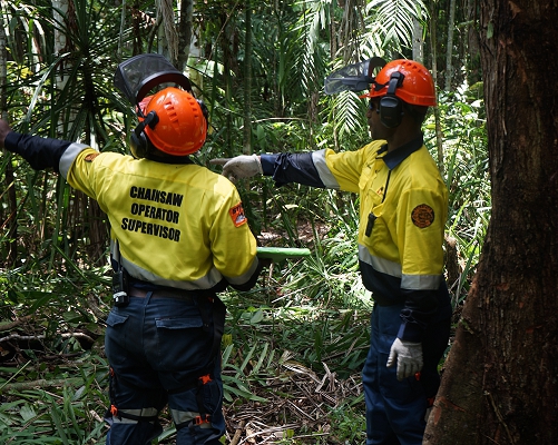 Chainsaw Operations at Papua New Guinean Jungles